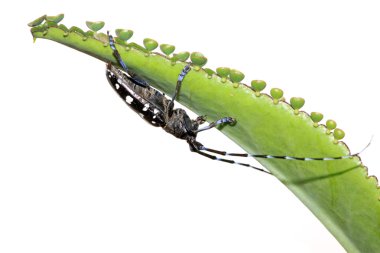 Anoplophora