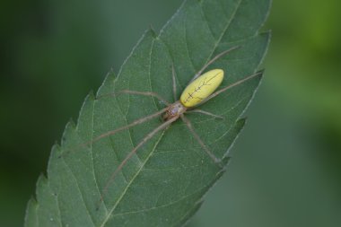 Yellow long-legs spider clipart