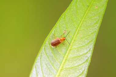 üzerindeki yeşil yaprak böceği