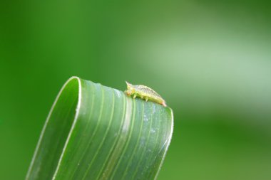 Coleoptera böcekler