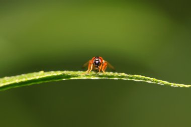 muscidae böcekler