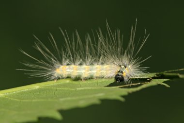 bitki kök üzerinde bir tırtıl