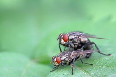 iki muscidae böceklerin çiftleşme