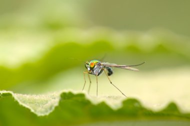 tabanidae böcekler çim closeup