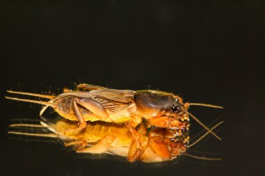 gryllotalpa orientalis