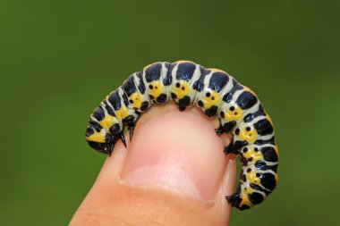 larva kişinin parmak içinde kelebekler