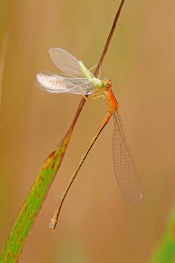 Predator yusufçuklar