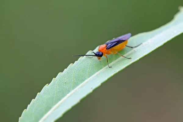 Insectes abeilles rouges — Photo