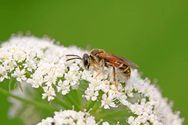 Včely hmyz — Stock fotografie