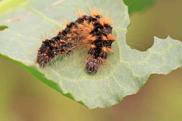 Een rups op de stengel van de plant — Stockfoto