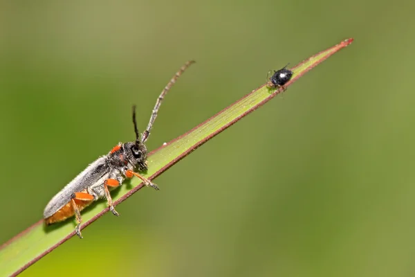 Coleoptera cerambycidae böcekler — Stok fotoğraf
