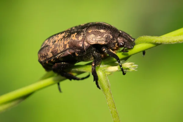 Una sorta di chafer — Foto Stock