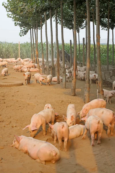 Pigs in the farm — Stock Photo, Image