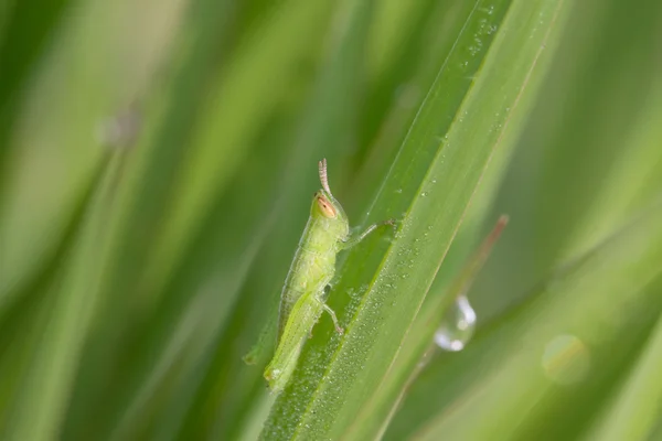 Locust larva — Stok fotoğraf