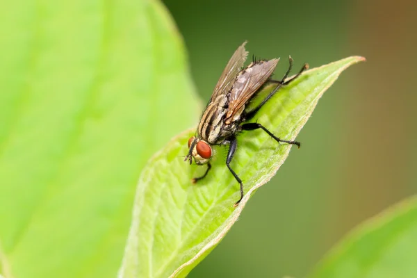 Insectos muscidae — Fotografia de Stock