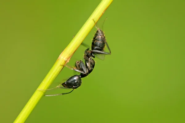 Camponotus japonicus — Fotografia de Stock
