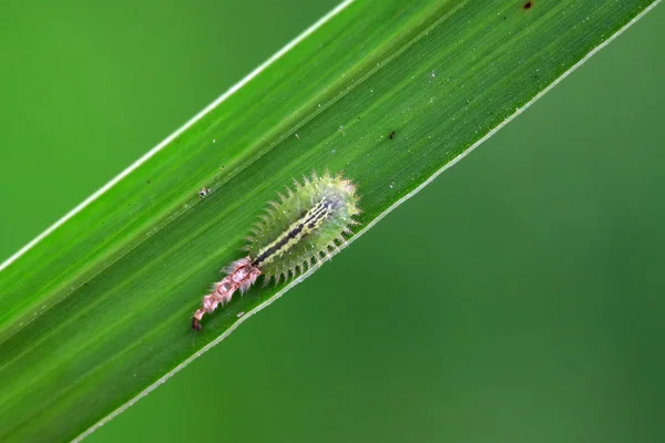 Coleoptera insecten — Stockfoto