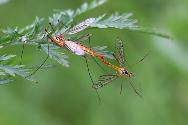 Insectes moustiques accouplement — Photo