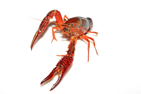 Crayfish — Stock Photo, Image