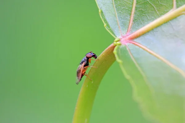 Hmyz muscidae — Stock fotografie