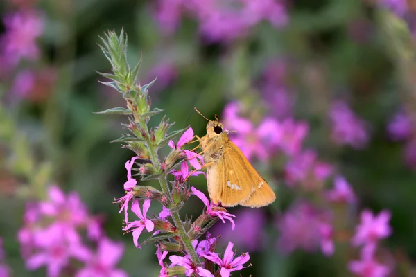 Vlinder — Stockfoto