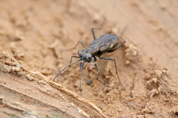 Kaplan böceği böcek - cicindelidae — Stok fotoğraf