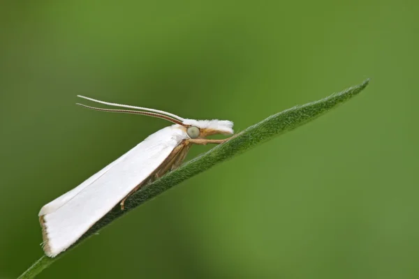 Білі метелики комах — стокове фото