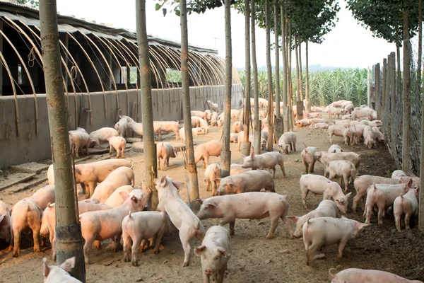Pigs in the farm — Stock Photo, Image