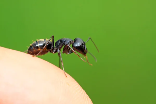 Camponotus japonicus — стокове фото