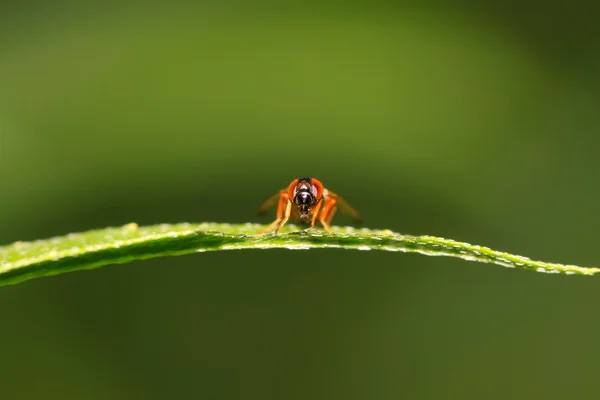 Muscidae rovarok — Stock Fotó