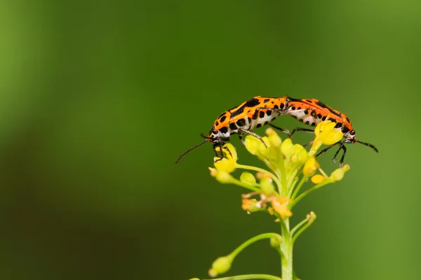 Δύο stinkbugs — Φωτογραφία Αρχείου