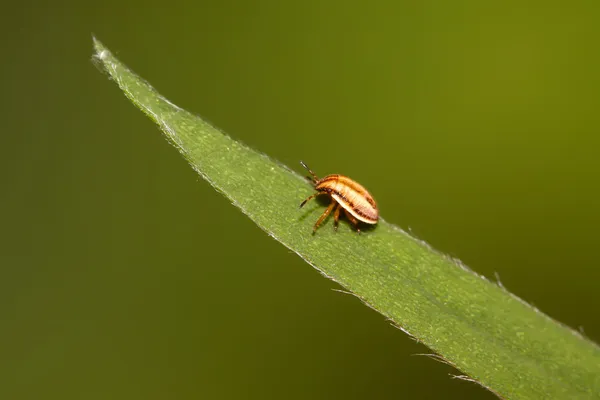 Stinkbug — стокове фото