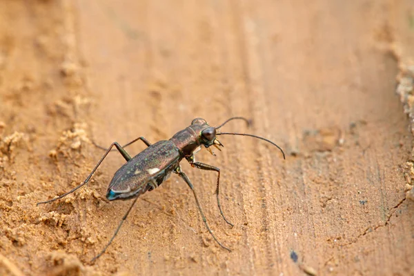 Tiger beetles insects - cicindelidae — Stock Photo, Image