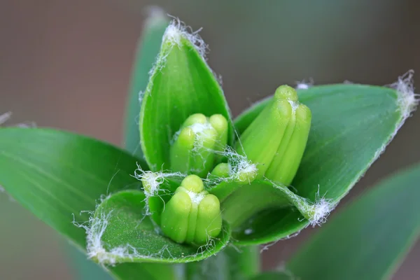 Lily buds — Stock Photo, Image