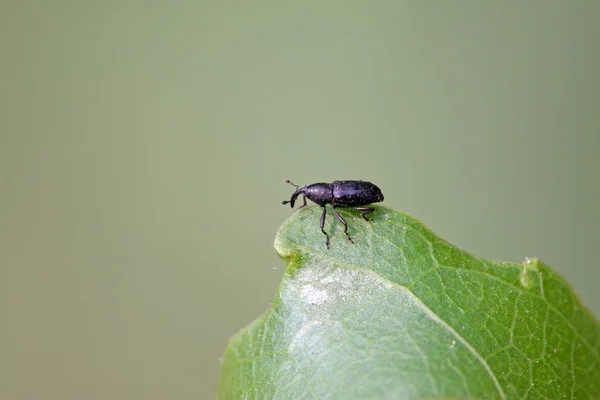 O Weevil — Fotografia de Stock