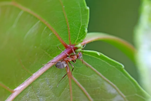 Mrówki na zielonym liściu — Zdjęcie stockowe