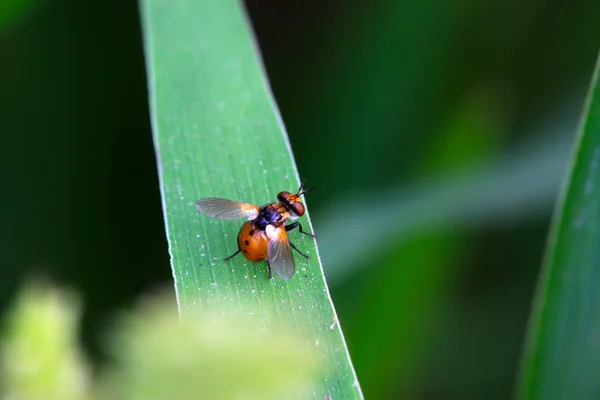 Muscidae 곤충 — 스톡 사진