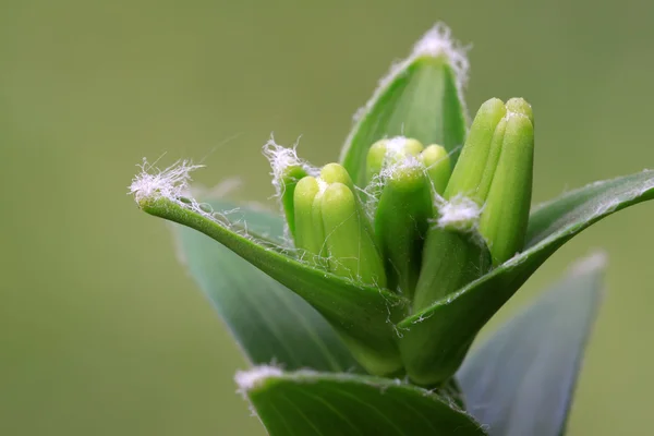 Lilienknospen — Stockfoto