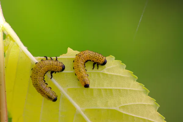 Insecto de clase abejas —  Fotos de Stock