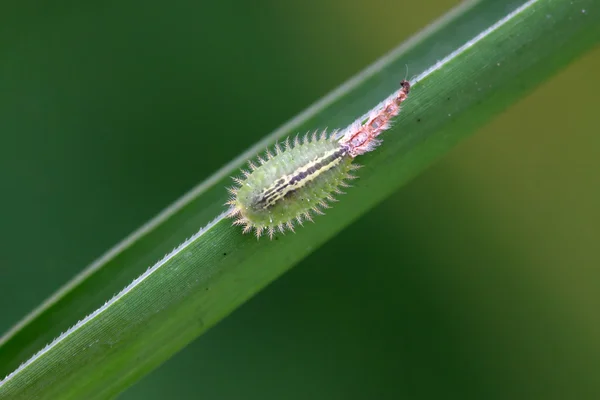 Insectes des coléoptères — Photo