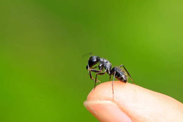 Camponotus japonicus — стокове фото