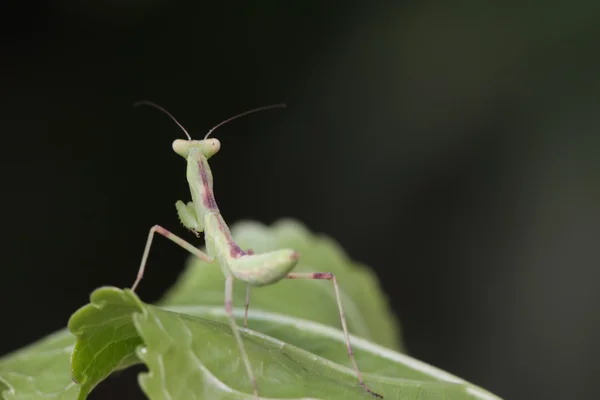 カマキリ — ストック写真