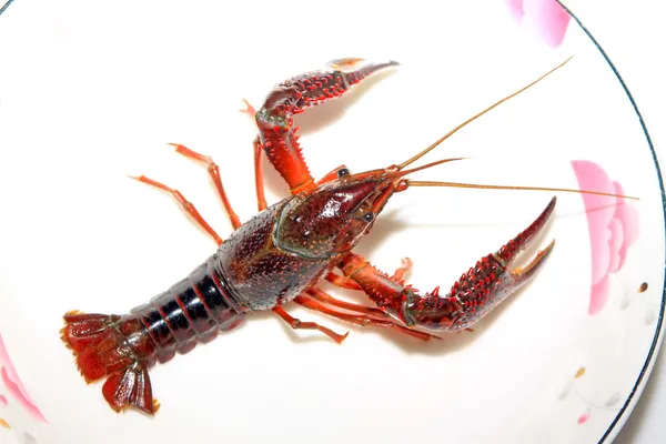 Crayfish — Stock Photo, Image