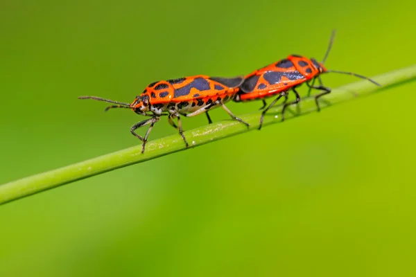 Apareamiento de insectos de clase apestosa —  Fotos de Stock