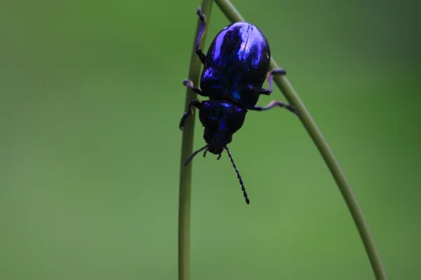Escarabajos de hoja — Foto de Stock