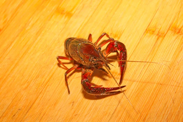 Crayfish — Stok Foto