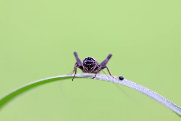 Cricket nymphs — Stock Photo, Image