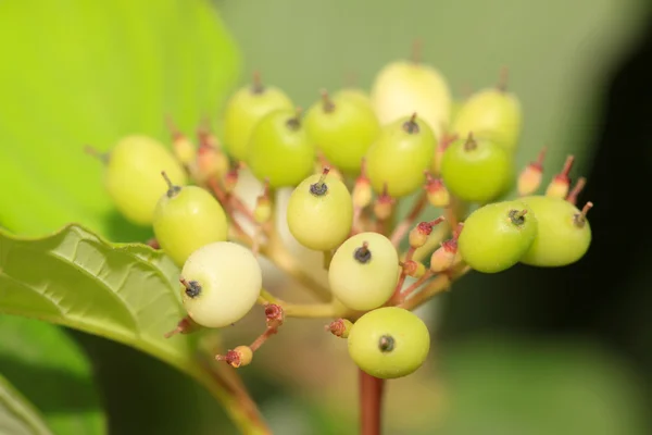 Frutos de plantas — Foto de Stock