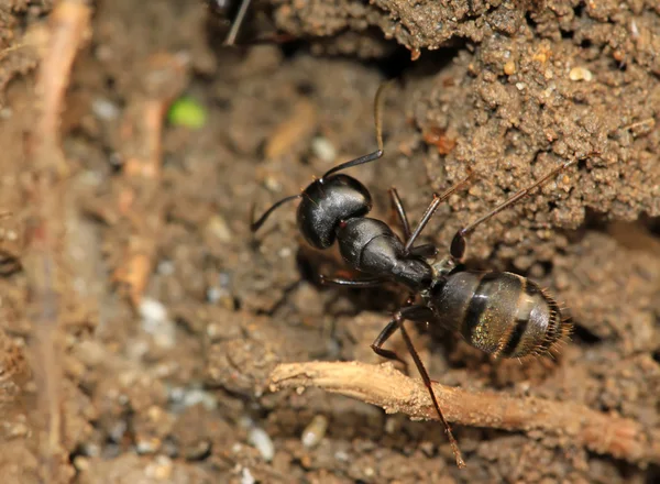 Zwarte mieren — Stockfoto