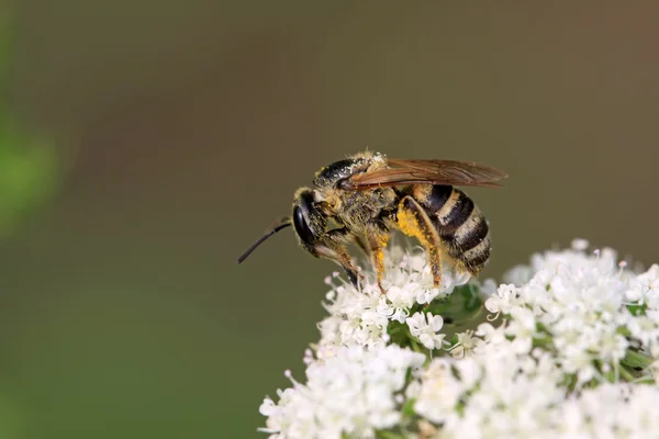 Abejas insectos —  Fotos de Stock